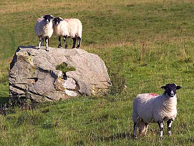Curious sheep - Download this Yorkshire Dales Wallpaper